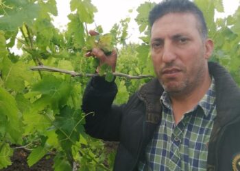 أمراض العنب