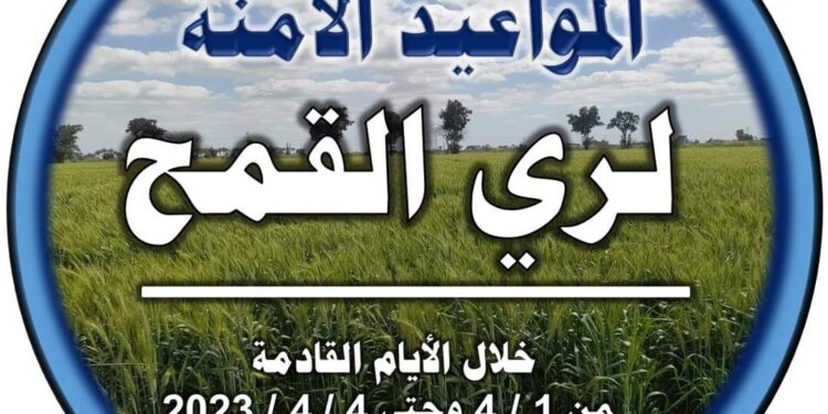 لمزارعي القمح.. تعرف على أفضل موعد لري المحصول 1 القمح