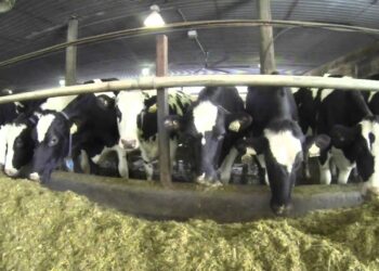 المحفزات الغذائية