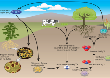 النيتروجين