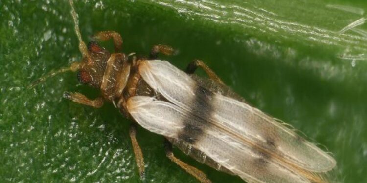 تربس القطن.. 4 علامات للإصابة وخطة المكافحة المعتمدة 1 تربس القطن