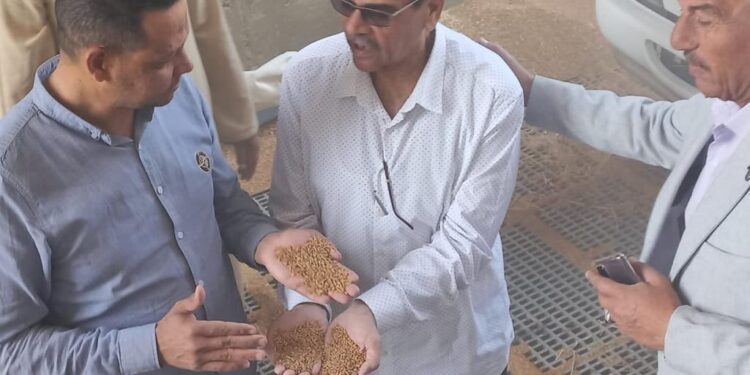 وزير الزراعة يتابع عمليات حصاد القمح وتسليمه لجهات التسويق 1 حصاد القمح