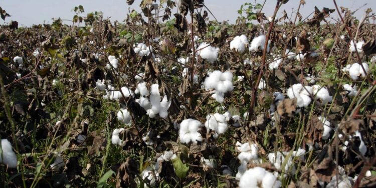 المن على القطن.. أبرز 5 علامات للإصابة وبرنامج المكافحة الموصى به 1 المن