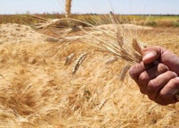 المحاصيل الاستراتيجية