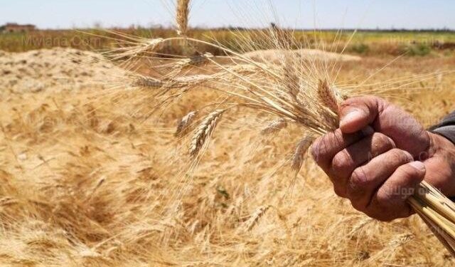 استعدادات محافظة الوادي الجديد لاستقبال موسم توريد القمح 1 المحاصيل الاستراتيجية