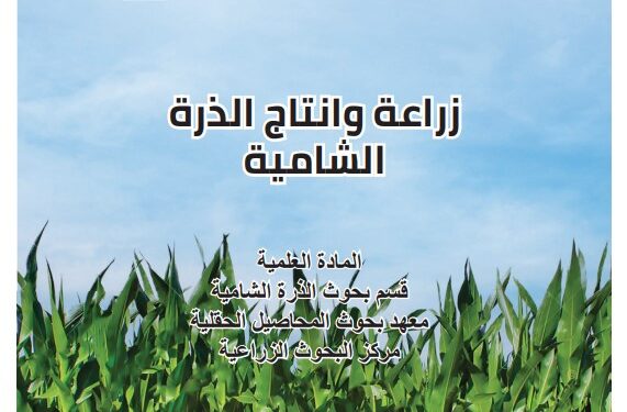 زراعة وإنتاج الذرة الشامية .. تفاصيل مراحل الزراعة والتسميد والمكافحة (pdf) 1 زراعة وإنتاج الذرة الشامية