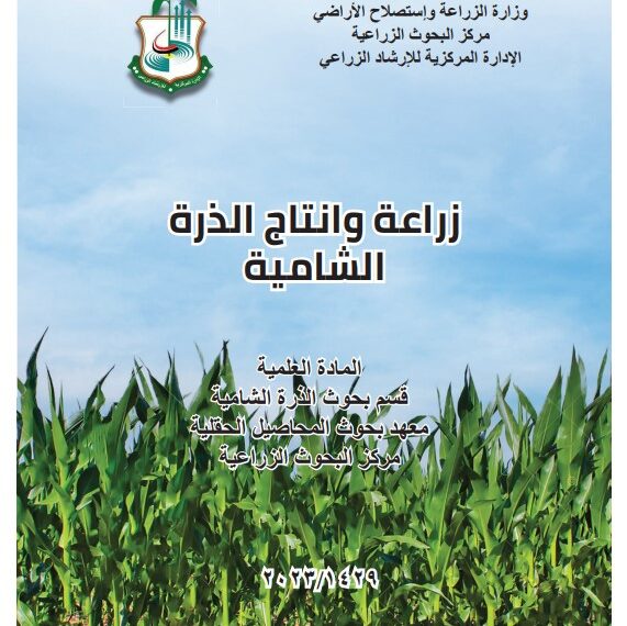 زراعة وإنتاج الذرة الشامية