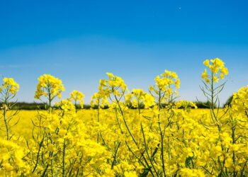 زراعة وإنتاج الكانولا
