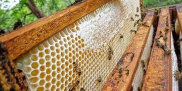 نحل العسل