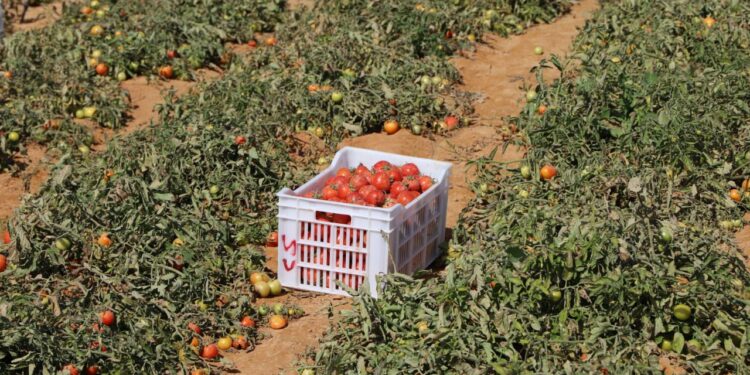 الطماطم.. توقيت العروة الصيفية المبكرة ومساوئ زراعتها بعد البطاطس  1 الطماطم