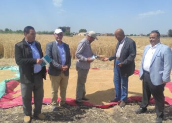 الزراعة تنظم يوم حصاد لـ محصول القمح بالبحيرة