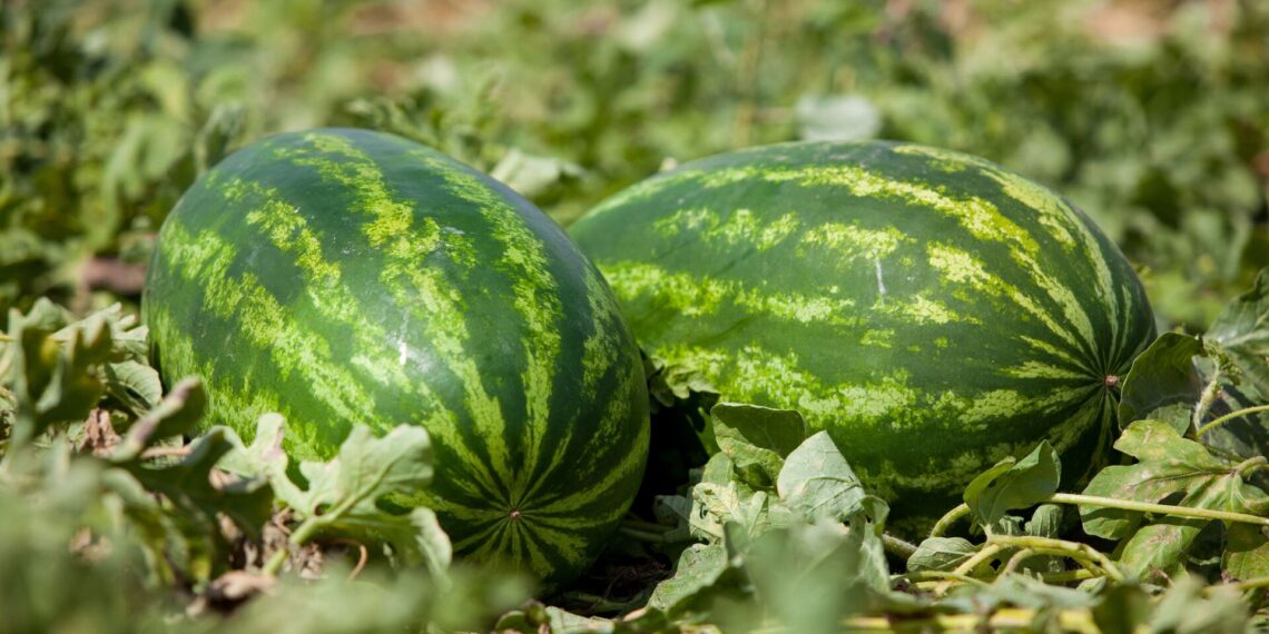 لفحة الساق الصمغية