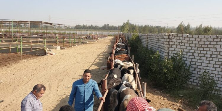 "الزراعة" التأمين على أكثر من 650 ألف رأس ماشية تأمين صحي عادى حر خلال العام الحالي 1 ماشية
