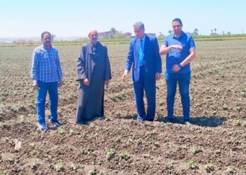 محصول القطن