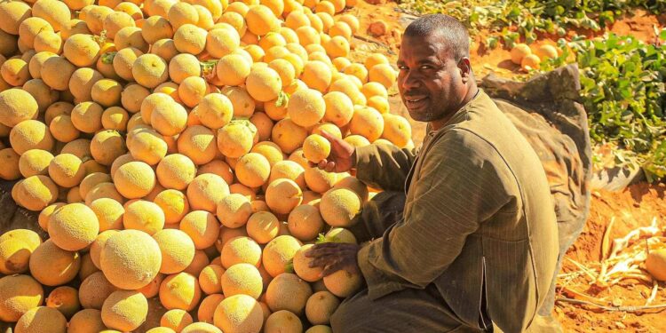 البياض الدقيقي.. متى تظهر أعراضه على الكانتالوب؟ وكيف نكافحه؟ 1 البياض الدقيقي