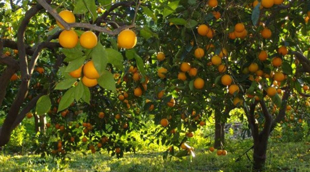 قواعد تحجيم الموالح وعلاقتها بعملية التقليم وحقيقة استخدام الهرمونات 1 الموالح