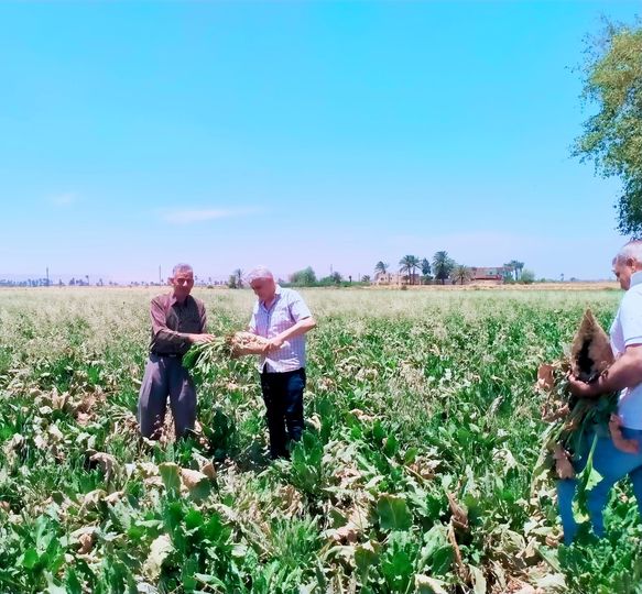 بنجر السكر والقطن في جولة ميدانية لـ وكيل زراعة أسيوط بقرية موشا 12 بنجر السكر والقطن