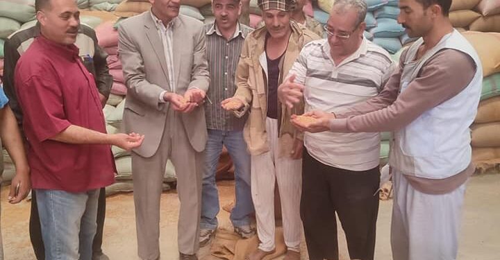 توريد القمح .. "عليوة" يتابع حصاد المحصول بالقوصية ويستقبل لجنة متابعة إنتاج التقاوي 1 توريد القمح