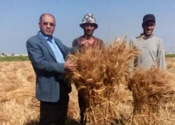 توريد القمح