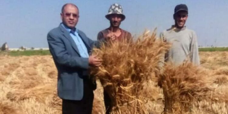 توريد القمح