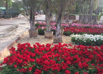 معرض زهور الربيع 2023