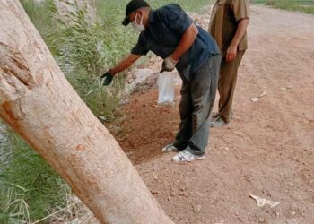  المركزية للمكافحة تبدأ حملة ما بعد الحصاد لوقاية الأرض من القوارض