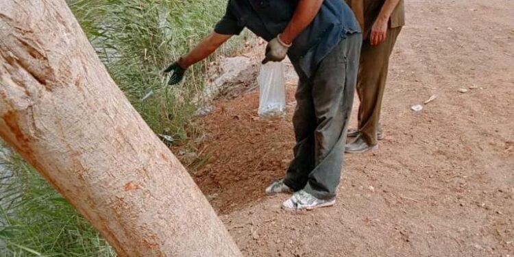 المركزية للمكافحة تبدأ حملة ما بعد الحصاد لوقاية الأرض من القوارض 1  المركزية للمكافحة تبدأ حملة ما بعد الحصاد لوقاية الأرض من القوارض