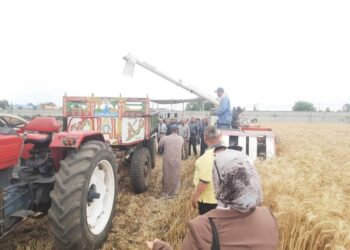 الحملة القومية للنهوض بالقمح