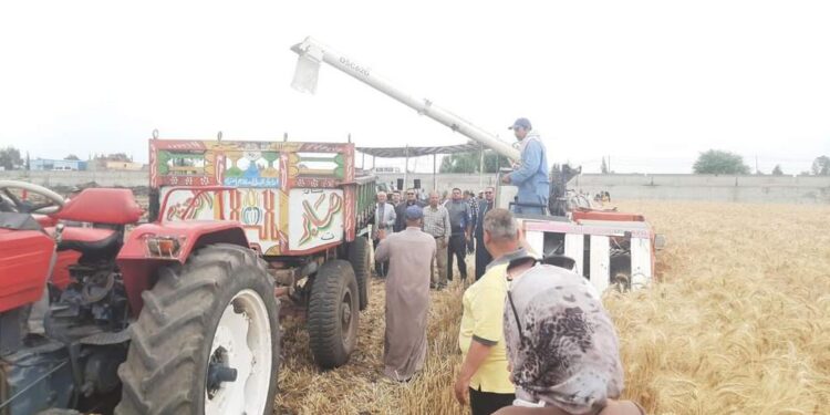 الحملة القومية للنهوض بالقمح.. "الزراعة" تنظم يوم حصاد بمحافظة الدقهلية 1 الحملة القومية للنهوض بالقمح