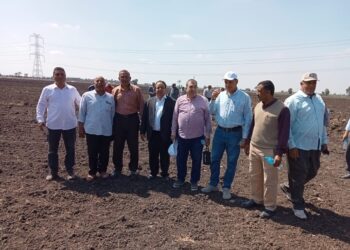 محصول القطن