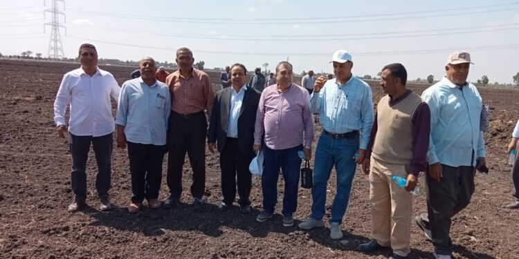 محصول القطن.. تجربة جديدة للزراعة والخدمة والحصاد "الآلي" 1 محصول القطن