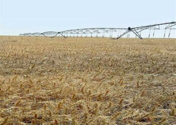 رئيس زراعة النواب: المناخ الاقتصادى حاليا يساعد على زيادة حجم الاستثمار والتصنيع الزراعى