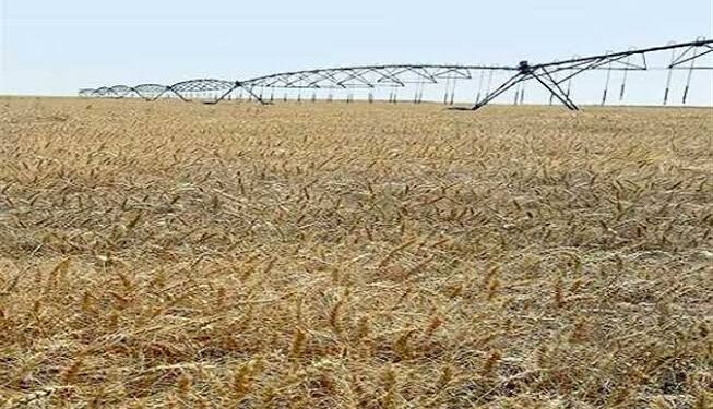 برلمانى: المشروعات الزراعية تساهم في تقليل الفجوة الغذائية 1 رئيس زراعة النواب: المناخ الاقتصادى حاليا يساعد على زيادة حجم الاستثمار والتصنيع الزراعى