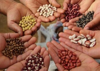 تقاوي النباتات