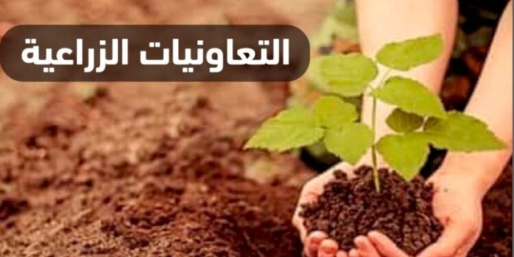 التعاونيات الزراعية ودورها في دعم الفلاح المصري 1 التعاونيات الزراعية