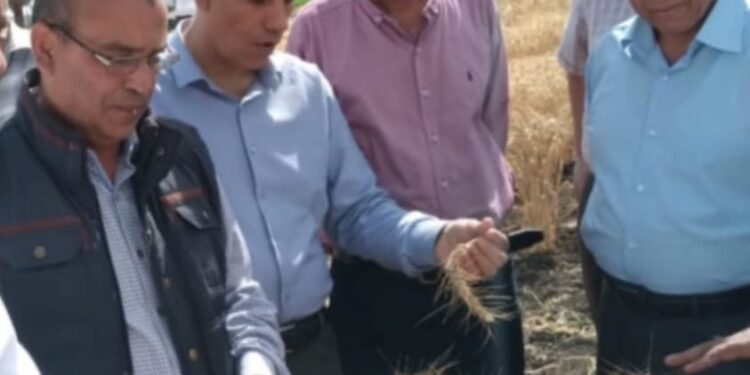 رئيس مركز البحوث الزراعية يتفقد البرامج البحثية بمحطة بحوث الجميزة 1 البحوث الزراعية