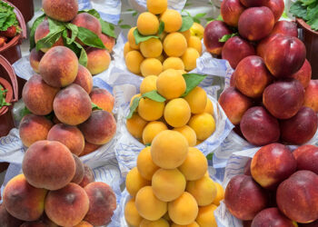 محصولي البرقوق والمشمش