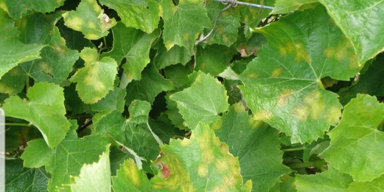 البياض الزغبي.. مؤشرين واضحين للإصابة و94 مركبًا معتمدًا للمكافحة 1 البياض الزغبي على العنب