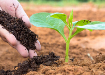 التسميد العضوي