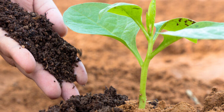 التسميد العضوي