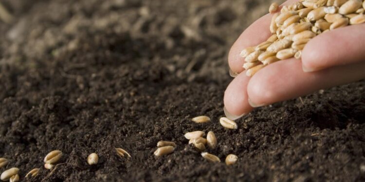 التقاوي الخام