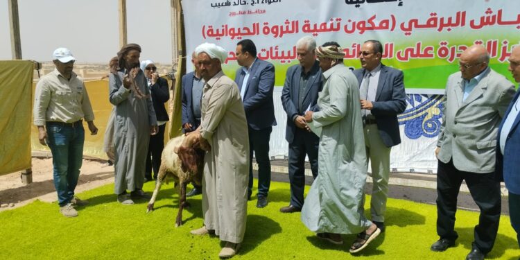 مركز التنمية المستدامة في مطروح ودوره في الحفاظ على سلالة الأغنام البرقي 1 التنمية المستدامة