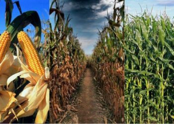 الذرة الشامية