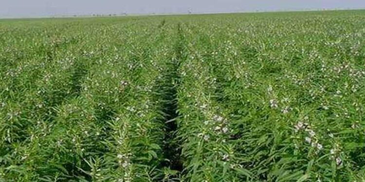 محصول السمسم .. حزمة توصيات هامة من المركزي للحشائش 1 محصول السمسم .. حزمة توصيات هامة من المركزي للحشائش