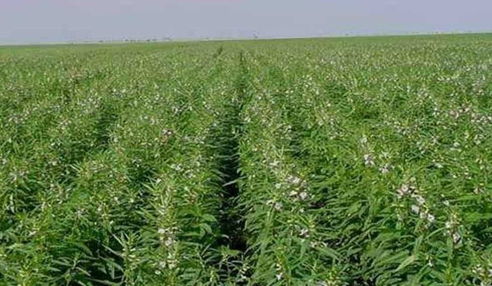 محصول السمسم .. حزمة توصيات هامة من المركزي للحشائش