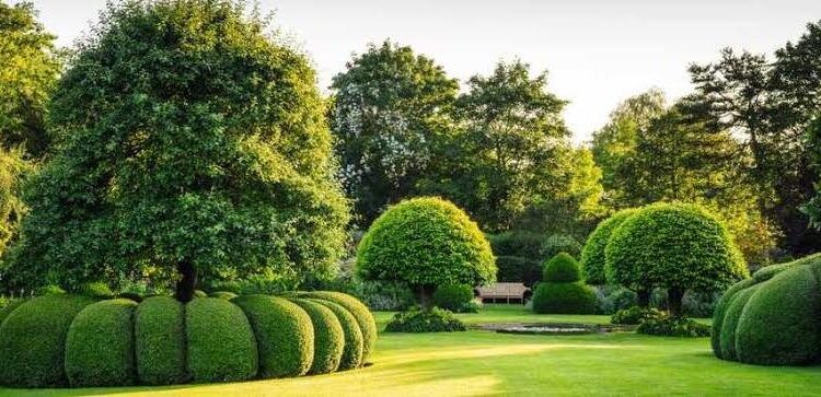 الشجيرات .. موعد زراعتها وأغراضها وطرق رعايتها 1 الشجيرات