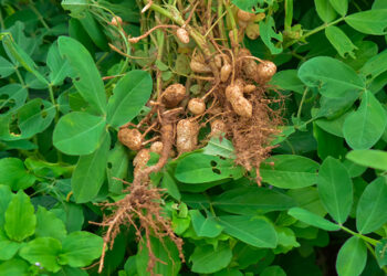 الفول السوداني .. حزمة توصيات ضرورية من المركزي للحشائش