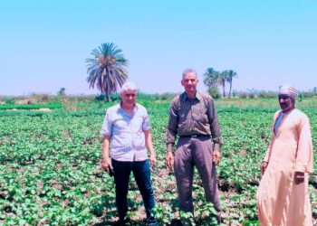 بنجر السكر والقطن