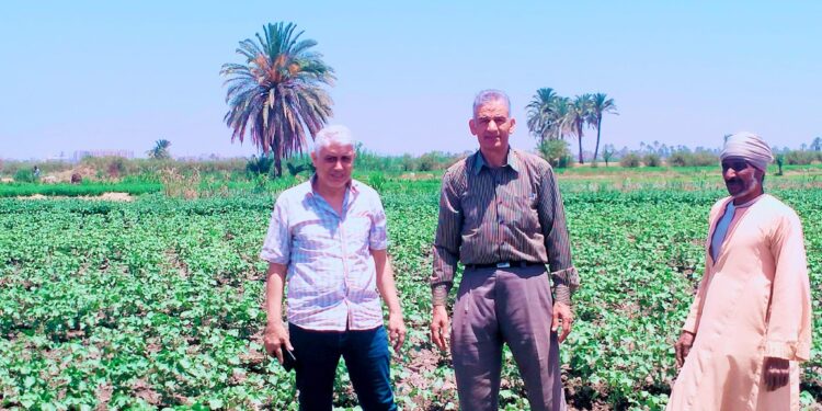 بنجر السكر والقطن في جولة ميدانية لـ وكيل زراعة أسيوط بقرية موشا 1 بنجر السكر والقطن