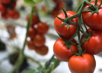 المحاصيل البستانية